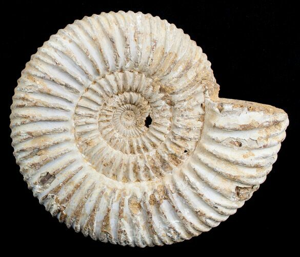 Inch Perisphinctes Ammonite - Jurassic #3649